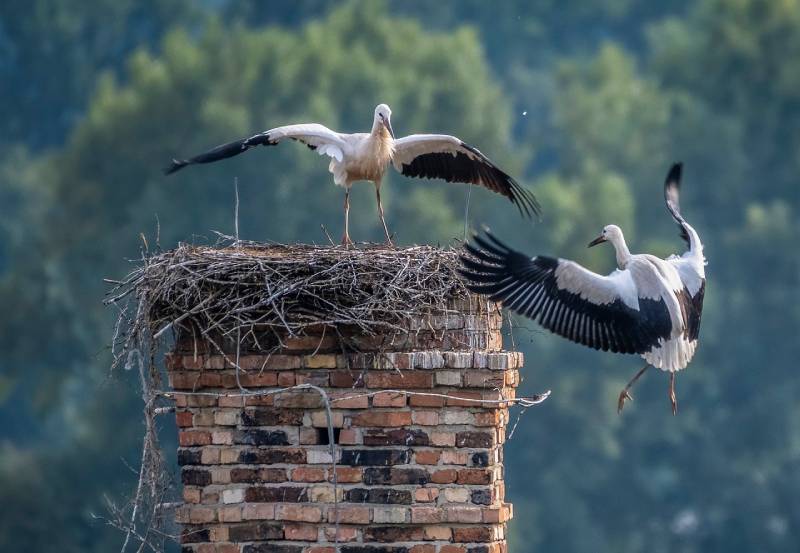 Expert Chimney Animal Removal in Ida, MI Professional Chimney Animal Removal Services in Ida, Michigan