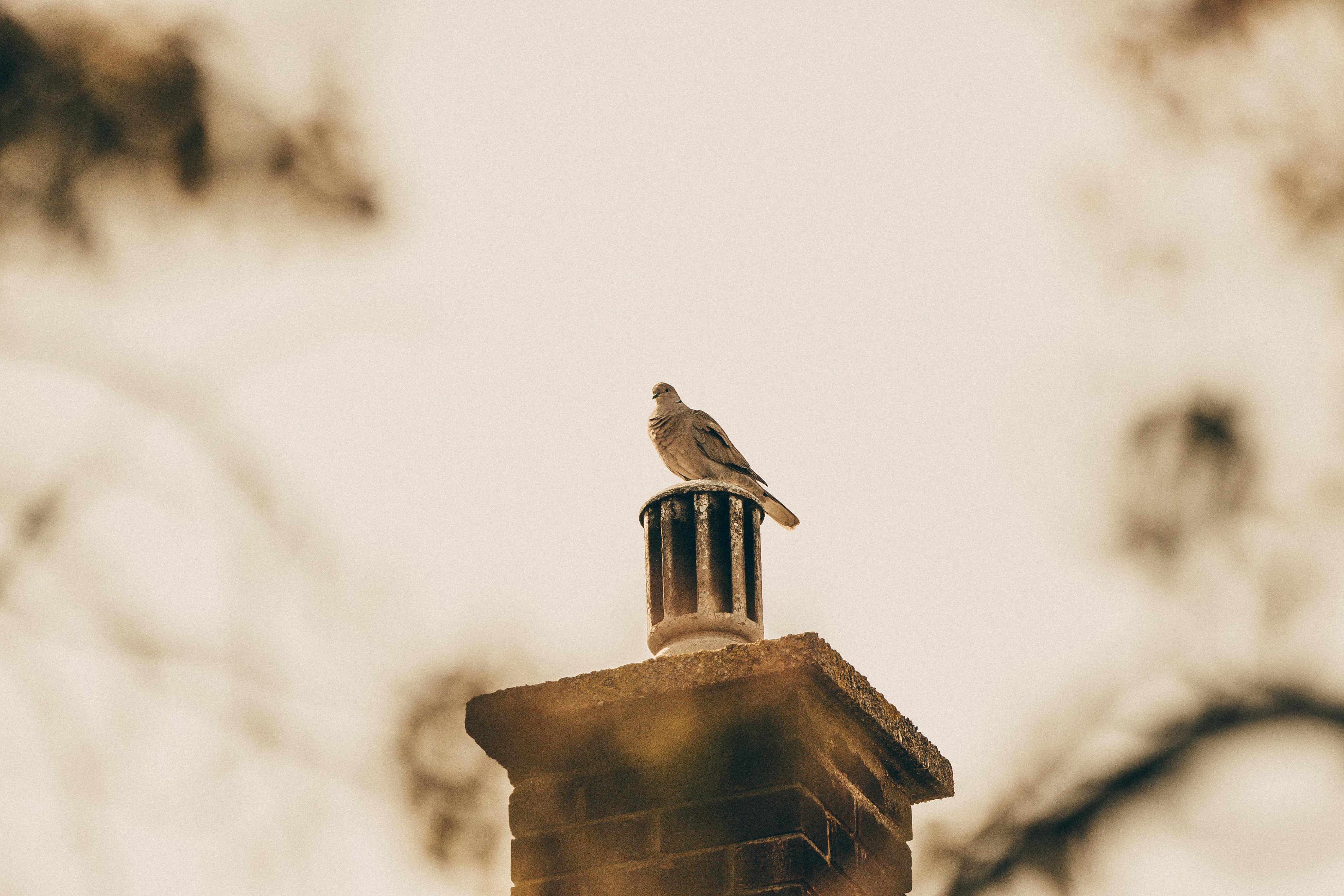Professional Chimney Cap Installation Services in Ida, MI Expert Chimney Cap Installation in Ida, Michigan